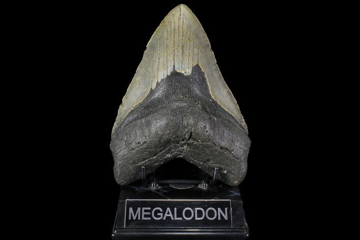 Giant, Fossil Megalodon Tooth - North Carolina #109761